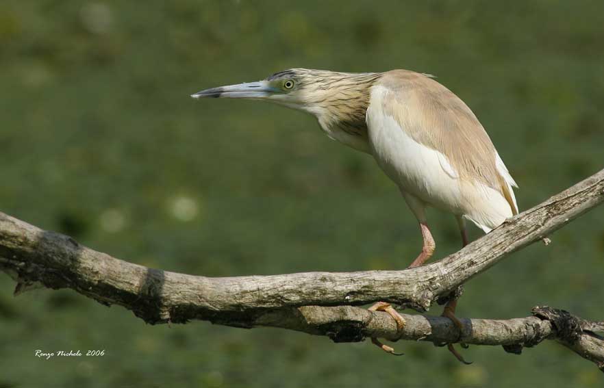 Sgarza ciuffetto - Ardeola ralloides